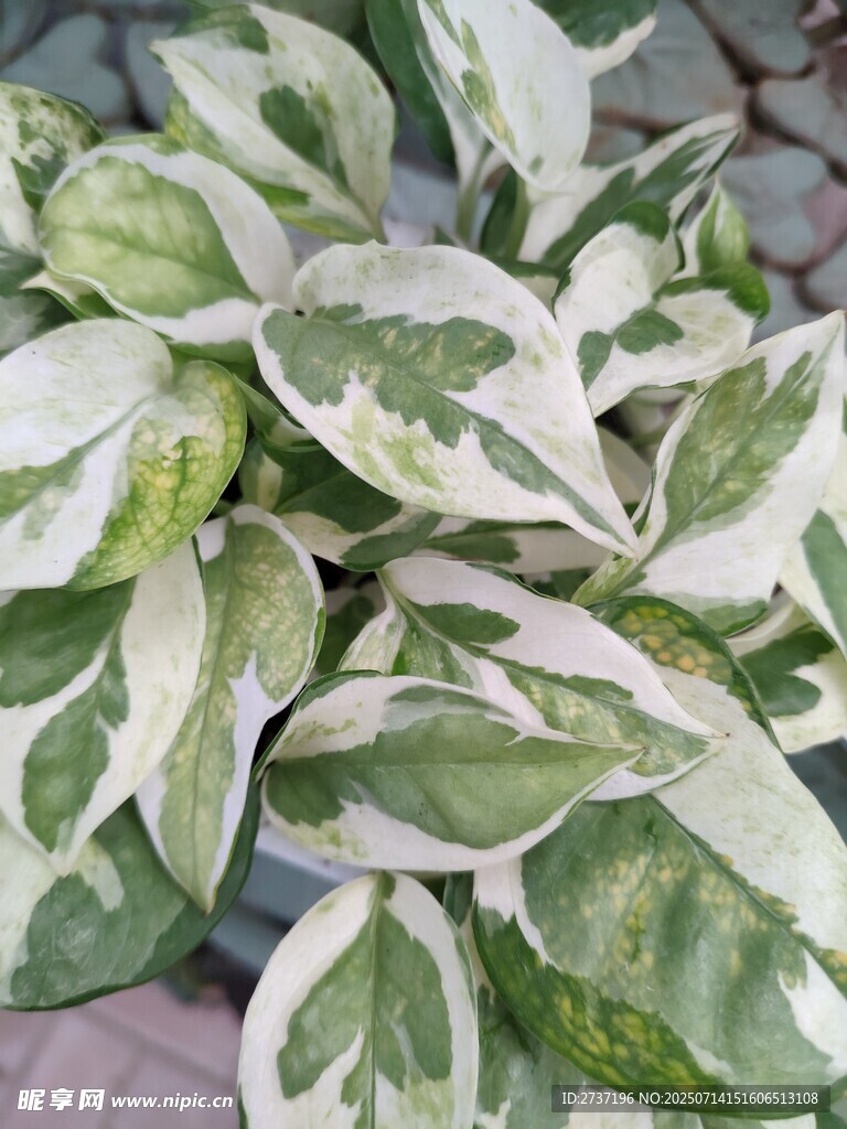 花叶葛