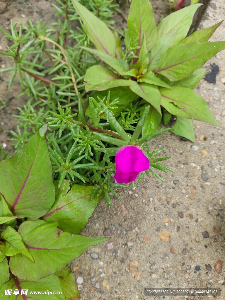 绿叶丛中娇艳的紫花