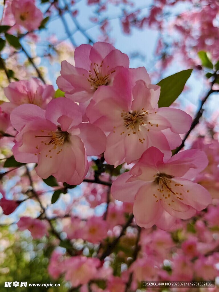 桃花