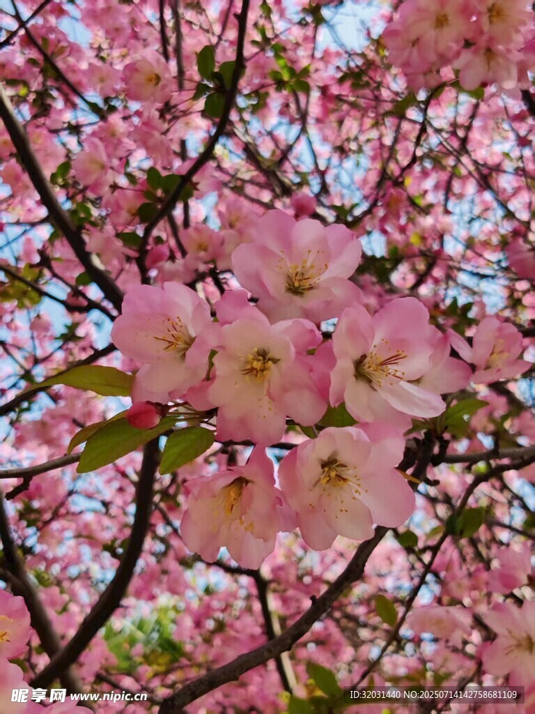 粉色繁花