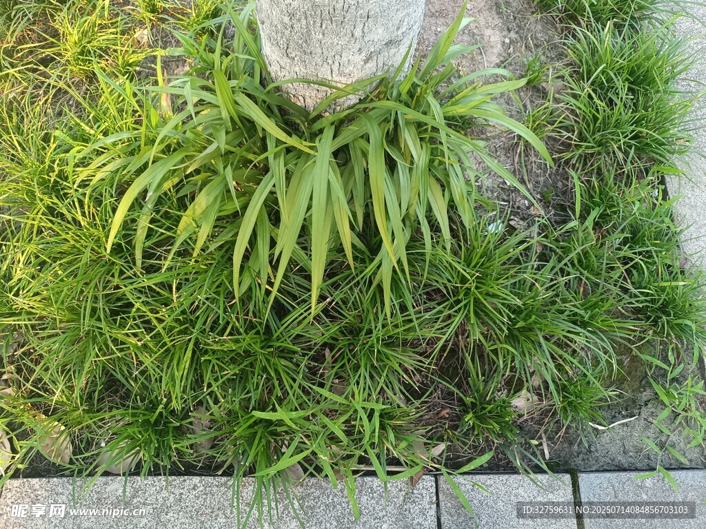 石边葱兰绿意盎然
