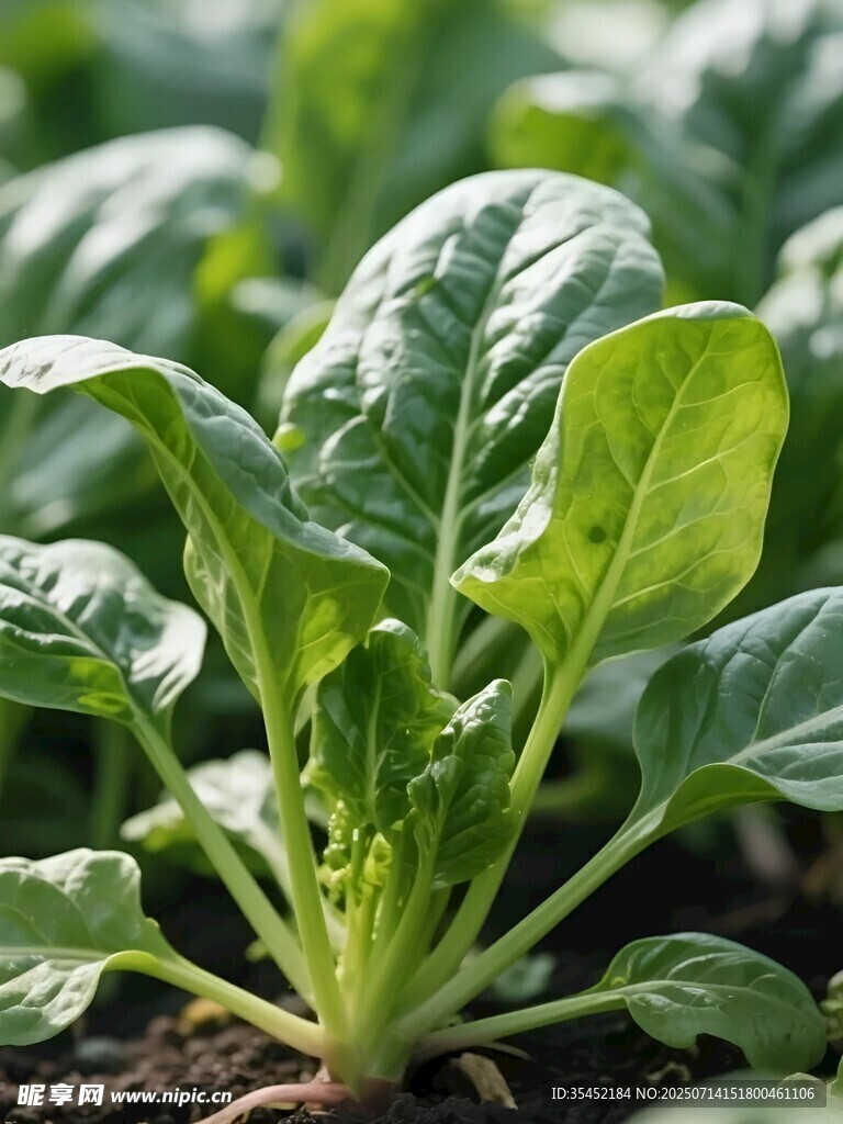 菠菜栽培