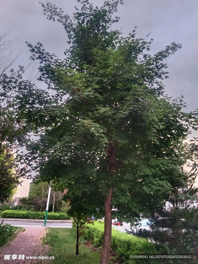 路边绿树成荫的景致