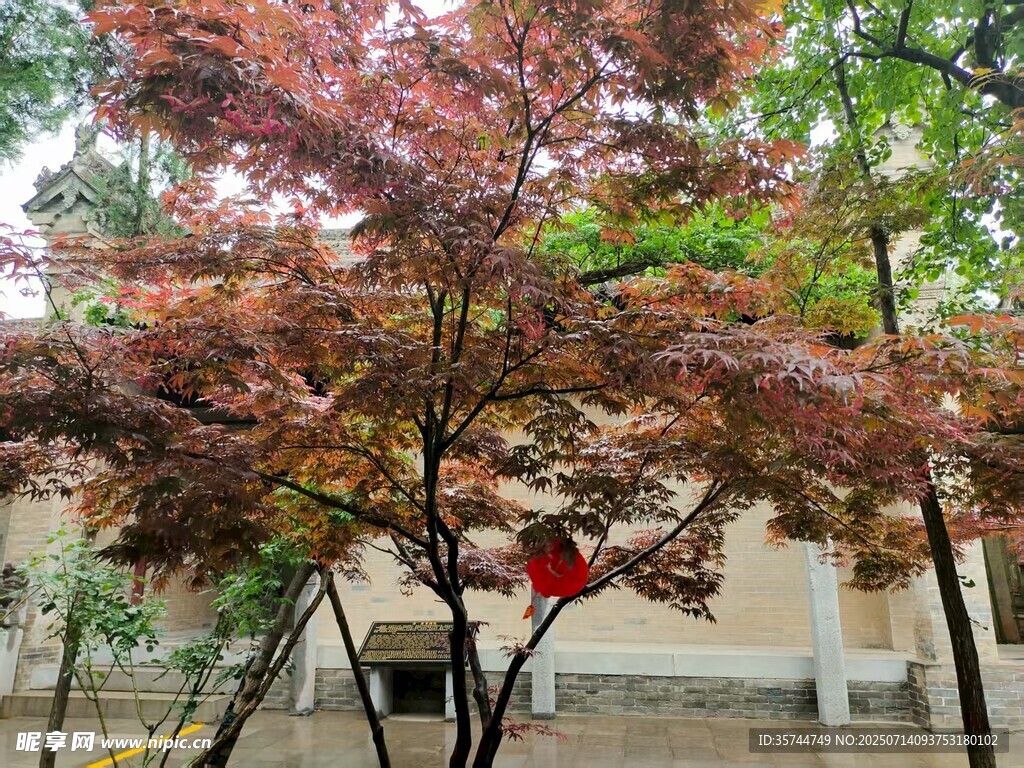 秋日红枫与建筑景致