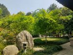 园林景致中的巨石与绿植