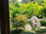 庭院中的绿植与奇石景观