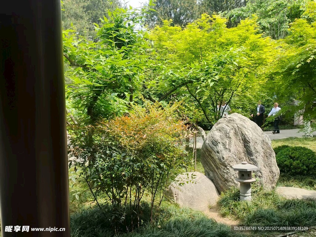 庭院中的绿植与奇石景观