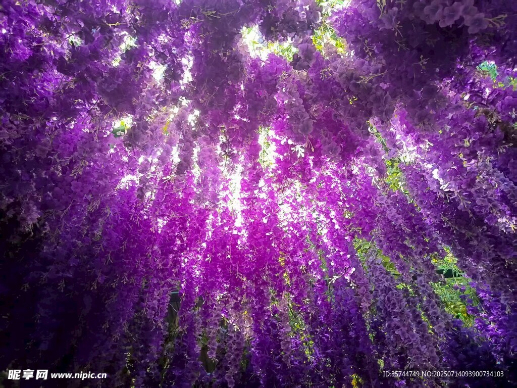 梦幻紫色光影森林景观