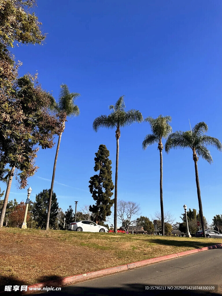 道路旁的高大棕榈树景观