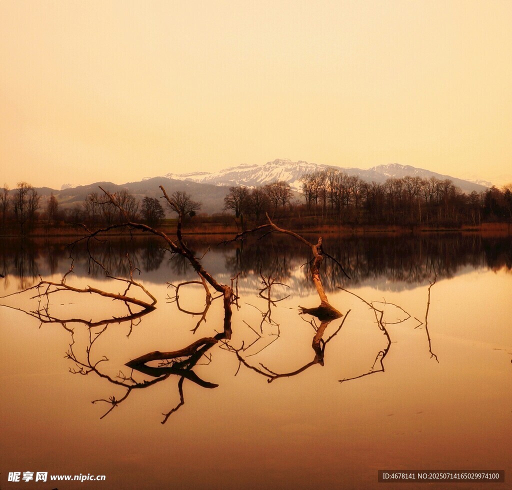 夕阳下湖面枯木的静谧景象