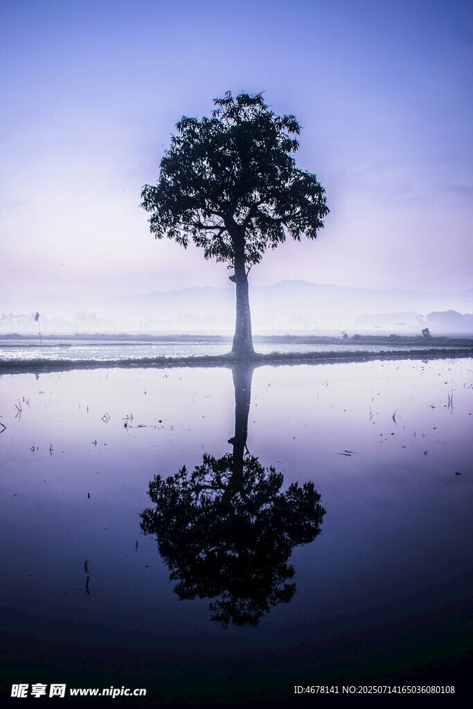 孤树映水的静谧景致