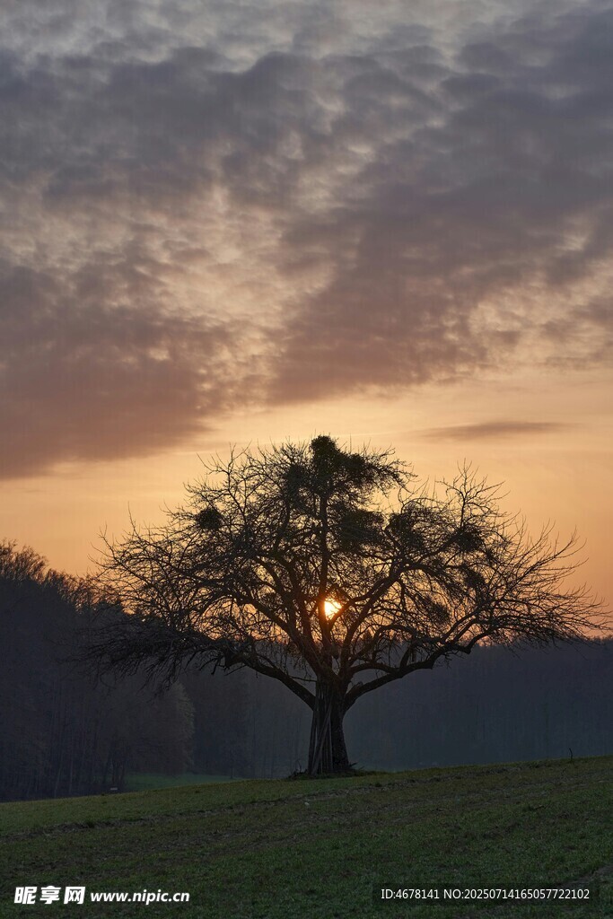 夕阳下的孤树美景