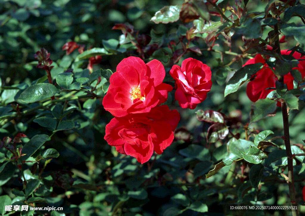 娇艳红玫瑰绽放绿叶间