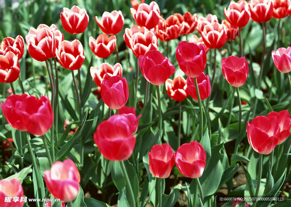 鲜艳红郁金香花海