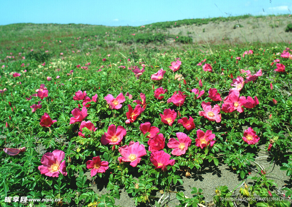 粉色花海绽放原野