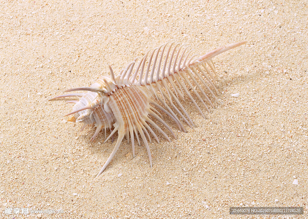 沙滩上的奇特海生生物
