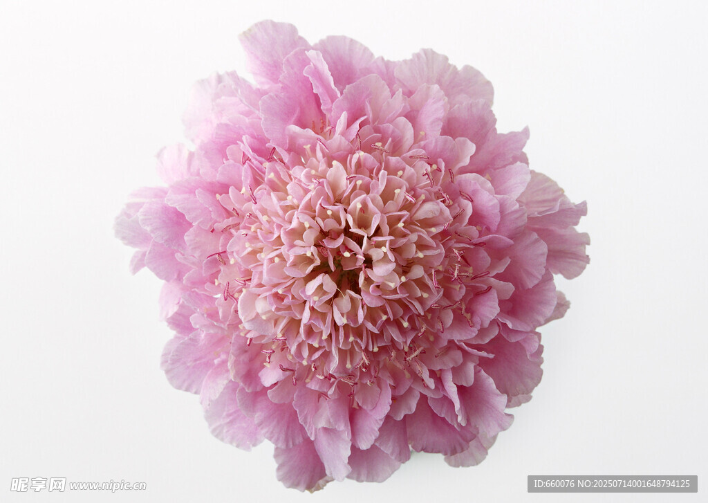 粉色绒球花朵特写