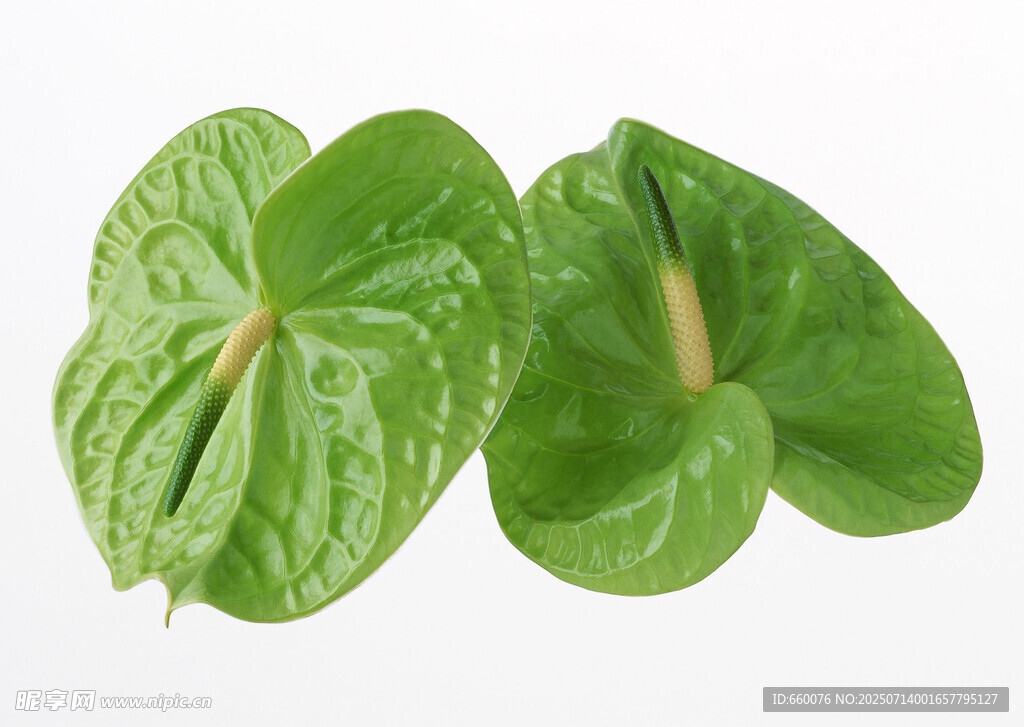 两片翠绿心形叶片