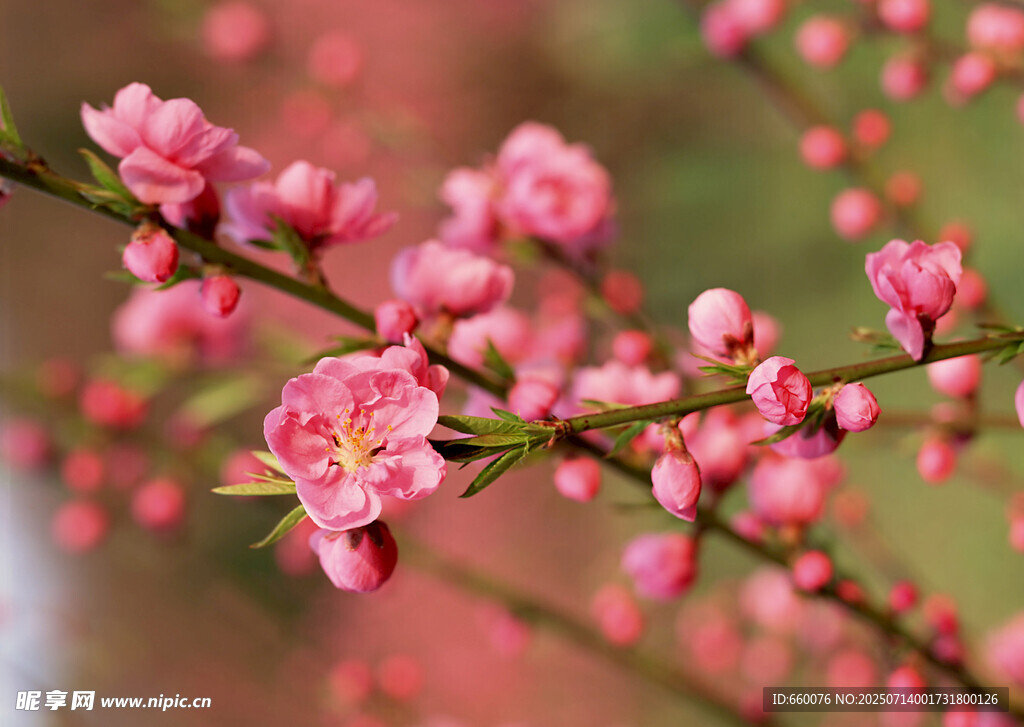 粉嫩桃花枝