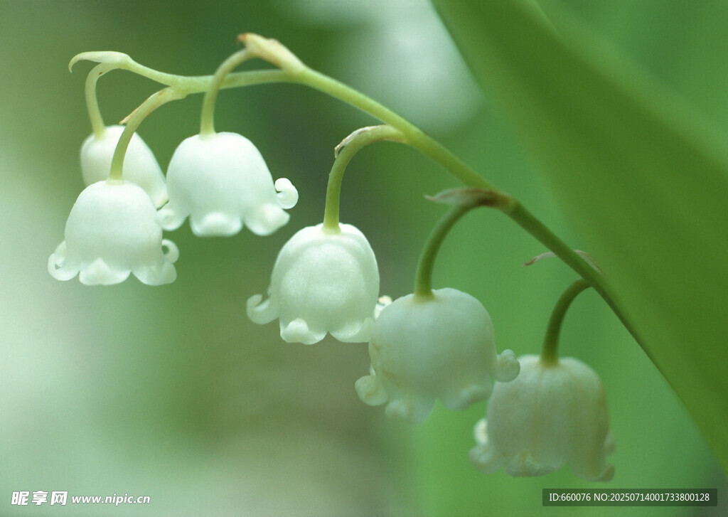 铃兰花枝特写