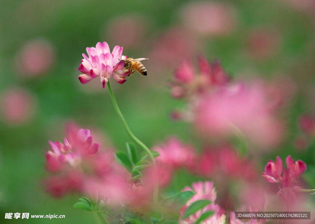 蜜蜂采蜜于粉色花丛间
