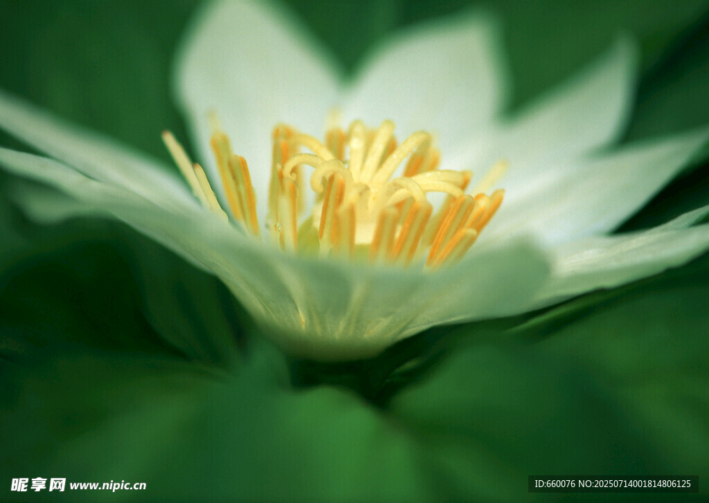 白色花朵特写