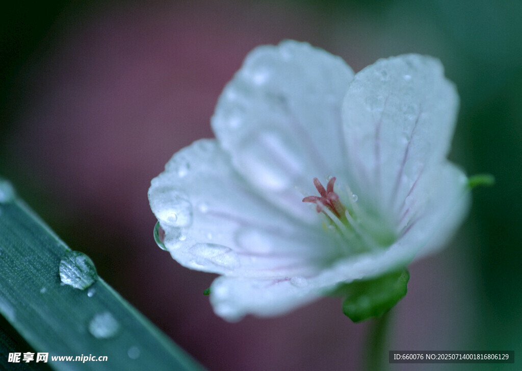 带露白花朵特写
