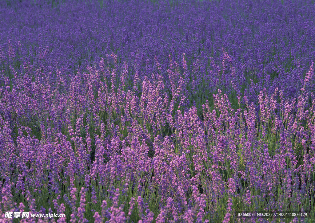紫色薰衣草花海美景