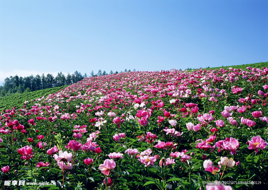 花海烂漫 