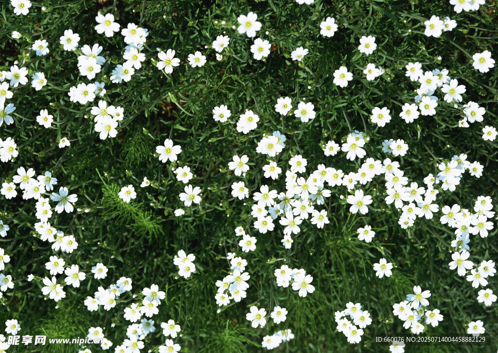 白色小花铺满绿色草地