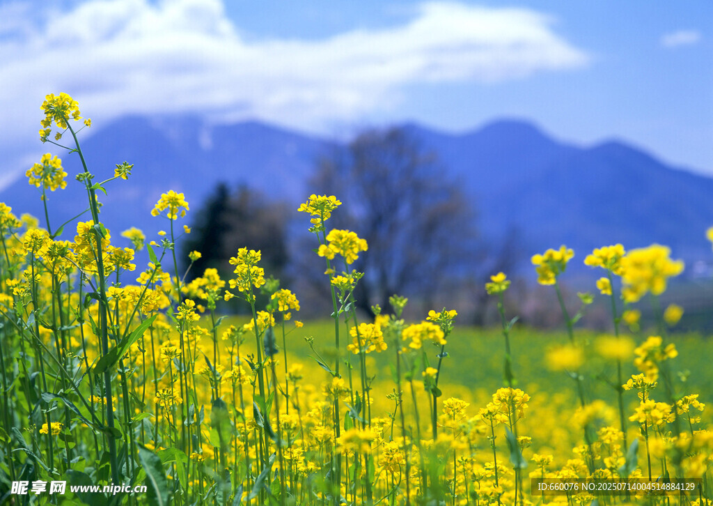 春日油菜花田美景
