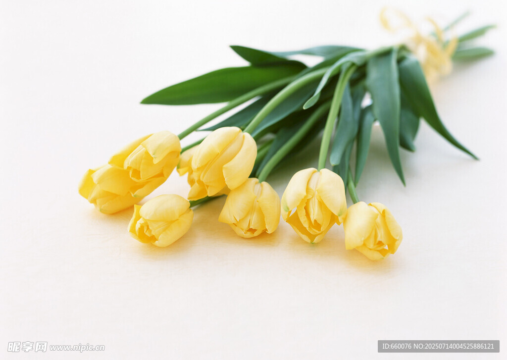 黄色郁金香花束