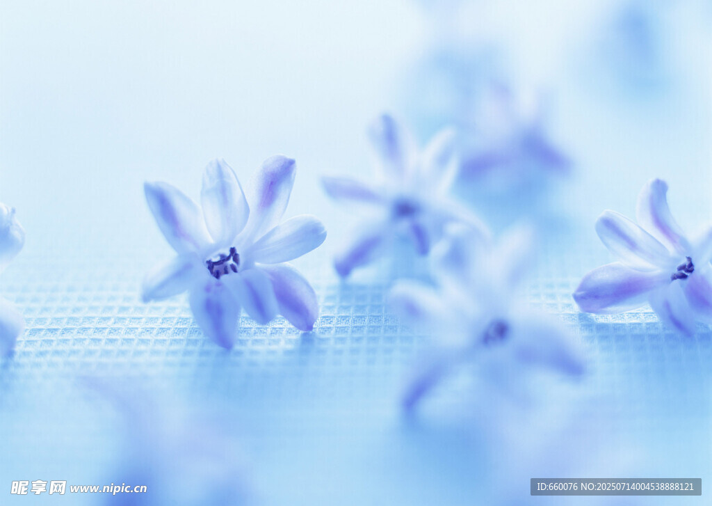淡蓝色小花特写