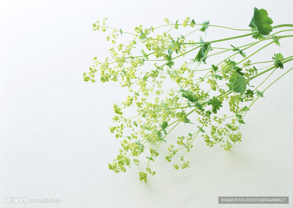 清新小白花植物特写