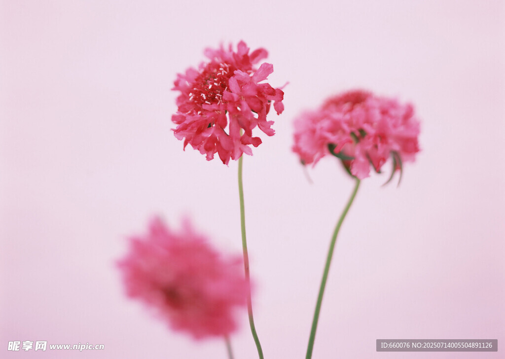 粉色绒球花绽放