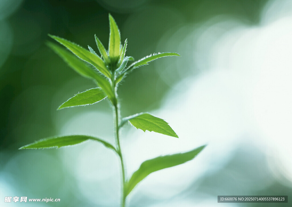 嫩绿植物特写