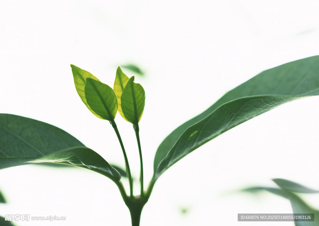 嫩绿新叶植物特写