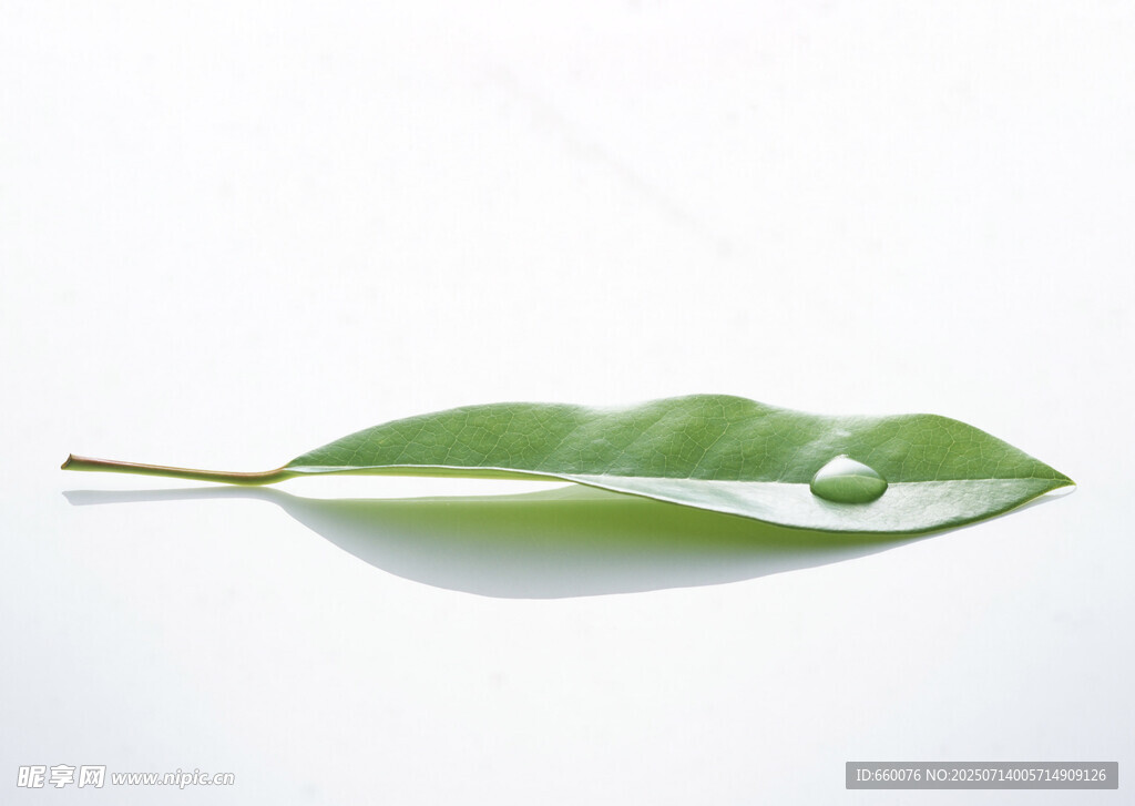 绿叶上的晶莹水珠