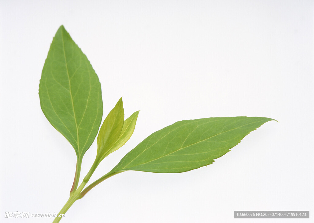 嫩绿植物枝叶特写