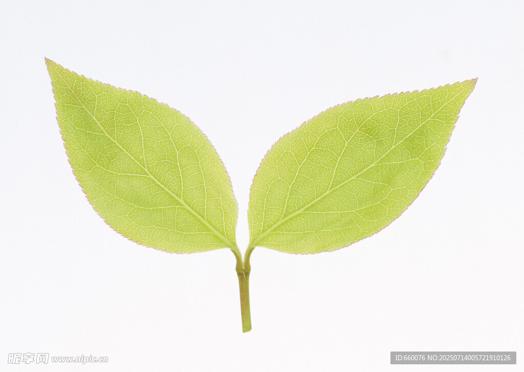 嫩绿双叶植物特写