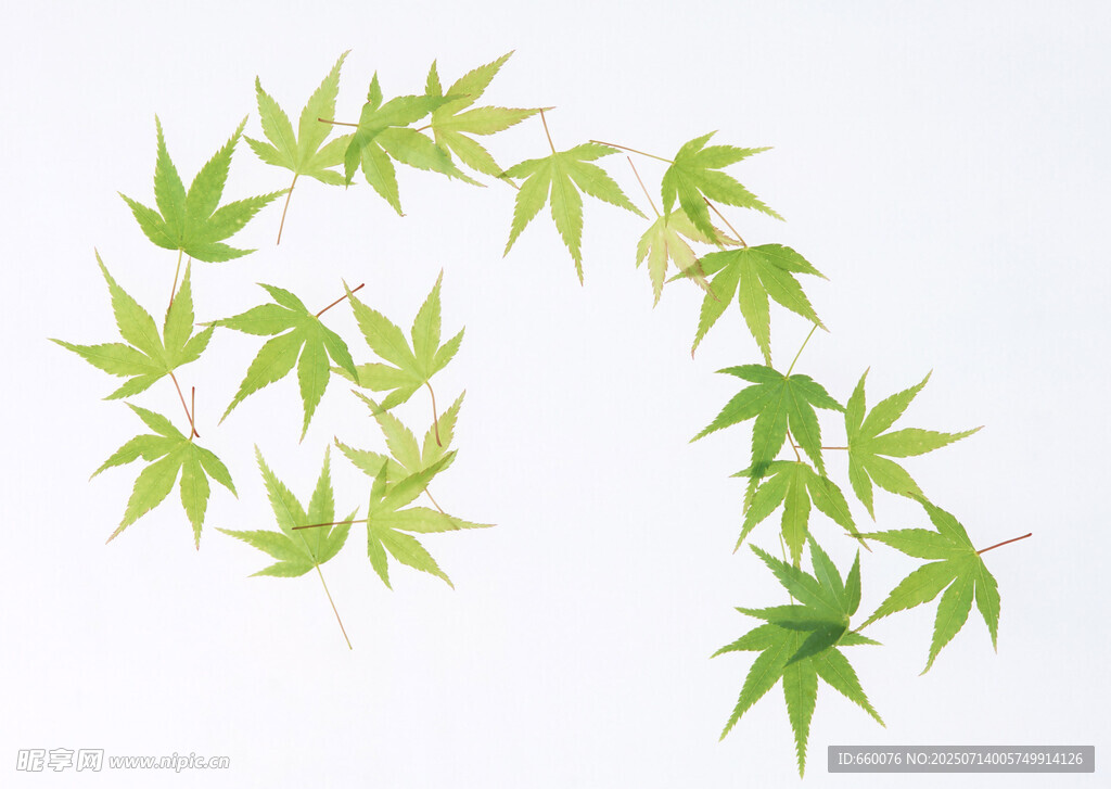 嫩绿枫叶枝 清新自然景