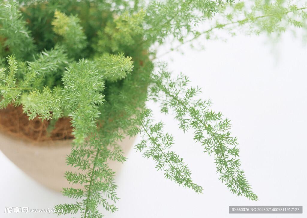 盆栽蕨类植物绿意盎然