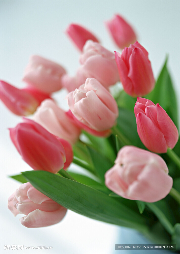 粉色郁金香花束
