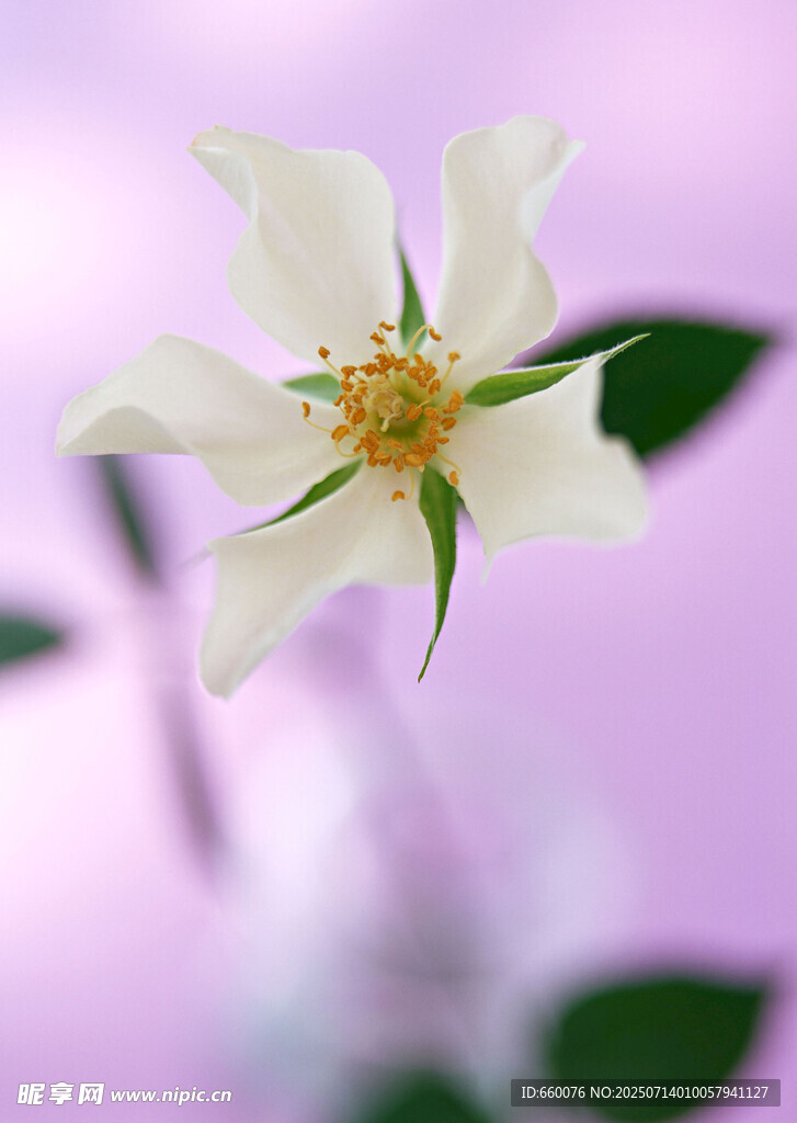 白色蔷薇花特写