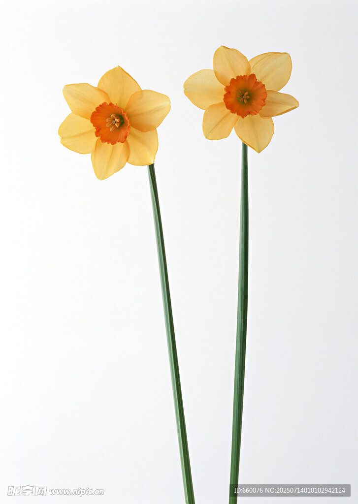 两朵黄色水仙花