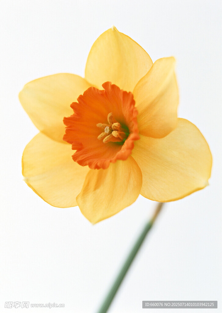 黄色水仙花朵特写