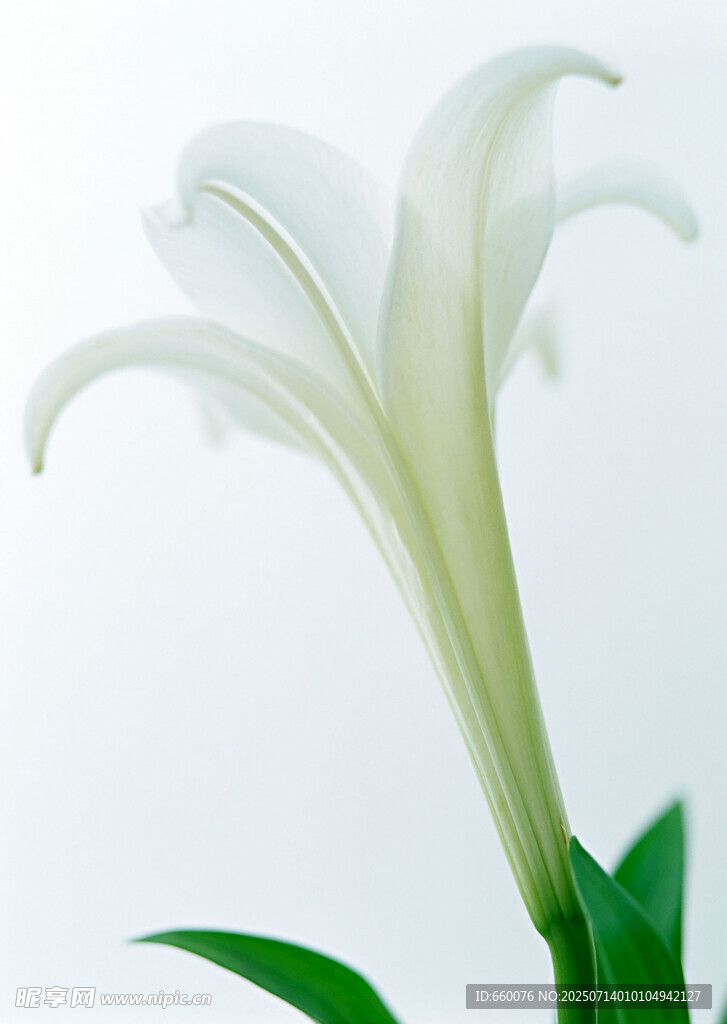 白色百合花特写