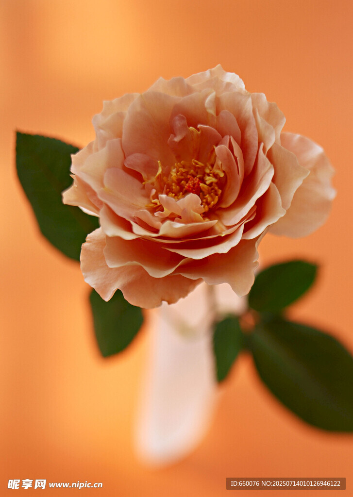 粉色娇艳月季花特写