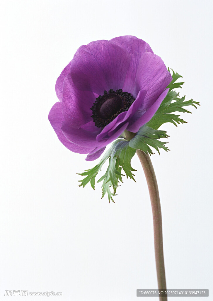 紫色银莲花特写