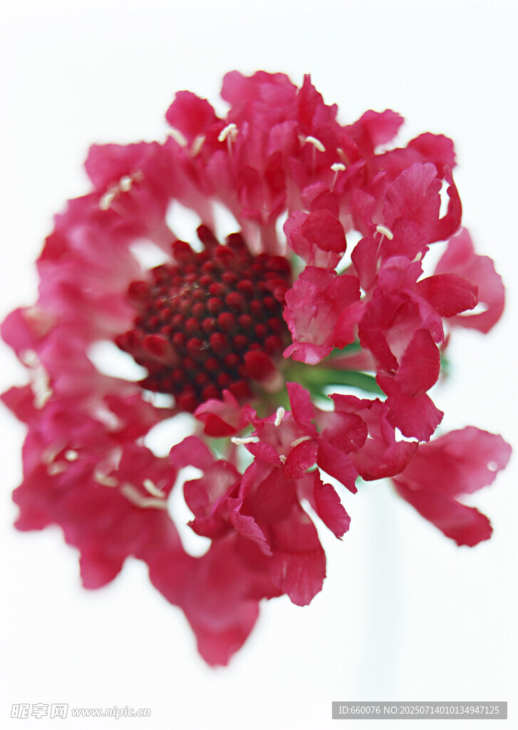 艳丽红色花朵特写
